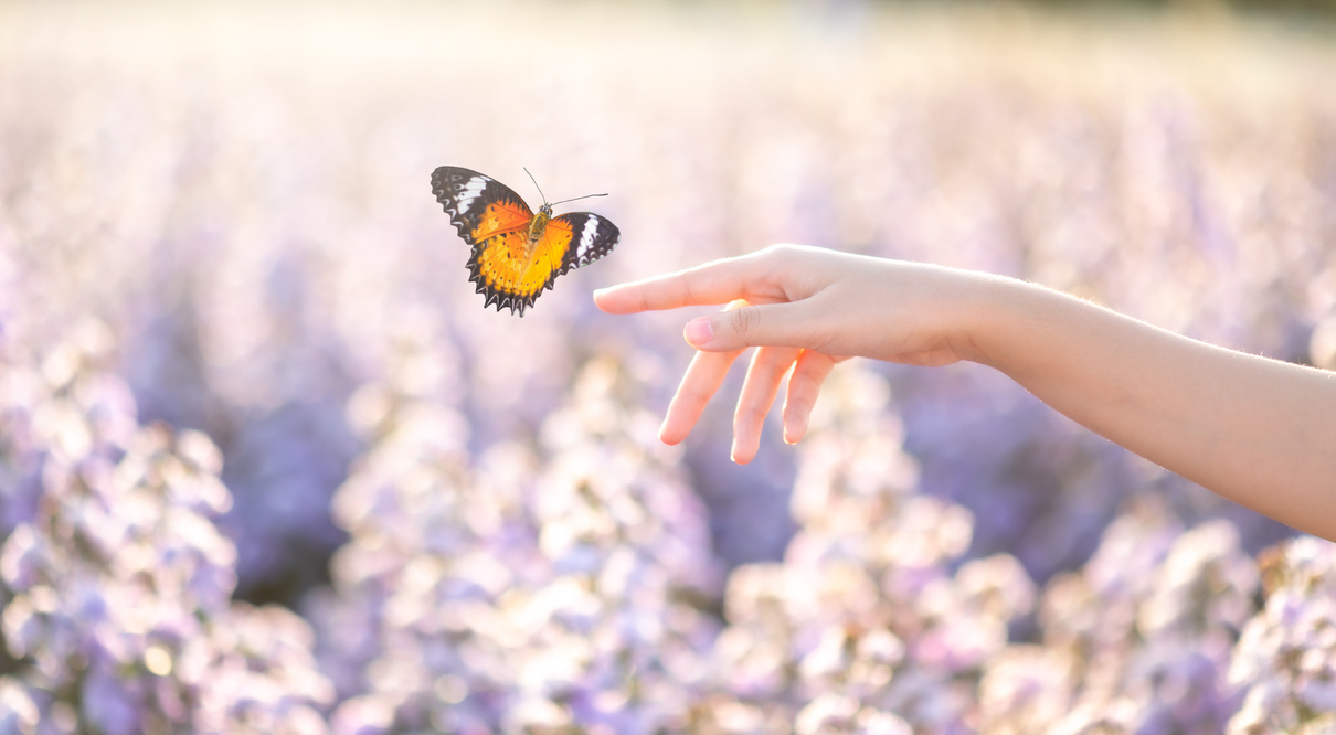 The Girl Frees the Butterfly on Bokeh Nature Background